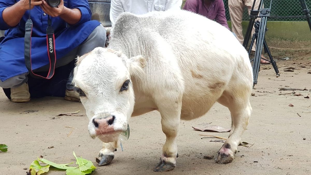 Na farmě v Bangladéši mají celebritu. Nejmenší kráva světa přilákala tisíce zvědavců